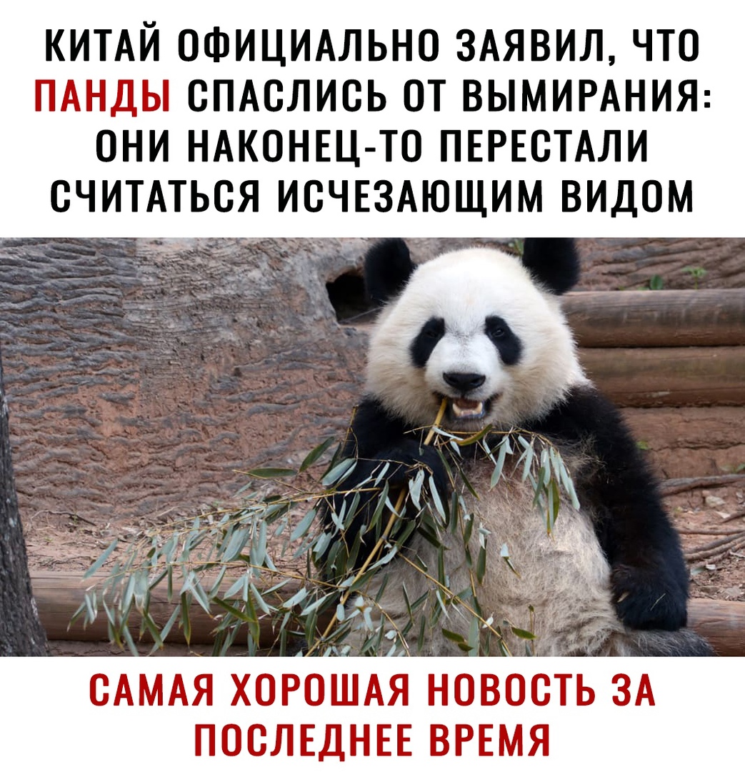 КИТАЙ ОФИЦИАЛЬНО ЗАЯВИЛ ЧТО ПАНДЫ ОПАОЛИОЬ ОТ ВЫМИРАНИЯ ОНИ НАКОНЕЦ ТО ПЕРЕСТАЛИ ОЧИТАТЬОЯ ИОЧЕЗАЮЩИМ ВИДОМ _ о САМАЯ ХОРОШАЯ новьост ЗА ПОСЛЕДНЕЕ ВРЕМЯ