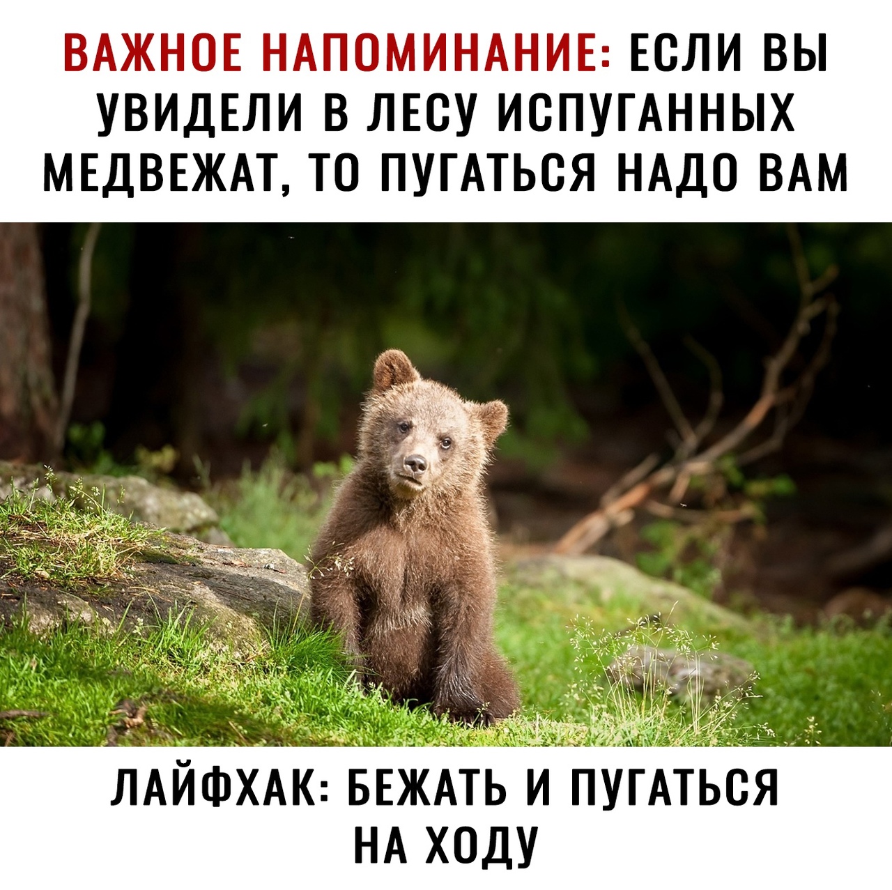 ВАЖНОЕ НАПОМИНАНИЕ ЕСЛИ ВЫ УВИДЕЛИ В ЛЕСУ ИСПУГАННЫХ МЕДВЕЖАТ ТО ПУГАТЬСЯ НАДО ВАМ ЛАЙФХАК БЕЖАТЬ и пугАться НА ходу