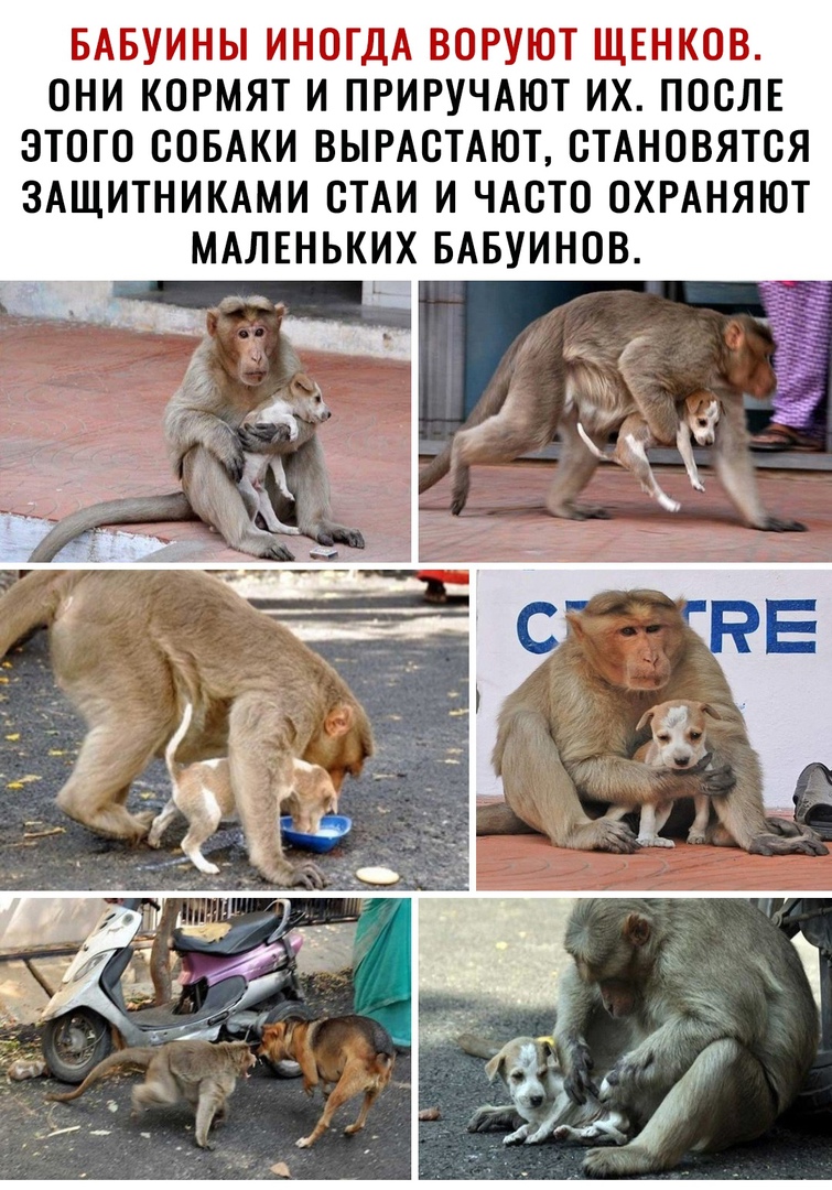 БАБУИНЫ ИНОГДА ВОРУЮТ ЩЕНКОВ ОНИ КОРМЯТ И ПРИРУЧАЮТ ИХ ПООЛЕ ЭТОГО ООБАКИ ВЫРАОТАЮТ ОТАНОВЯТОЯ ЗАЩИТНИКАМИ ОТАИ И ЧАСТО ОХРАНЯЮТ МАЛЕНЬКИХ БАБУИНОВ
