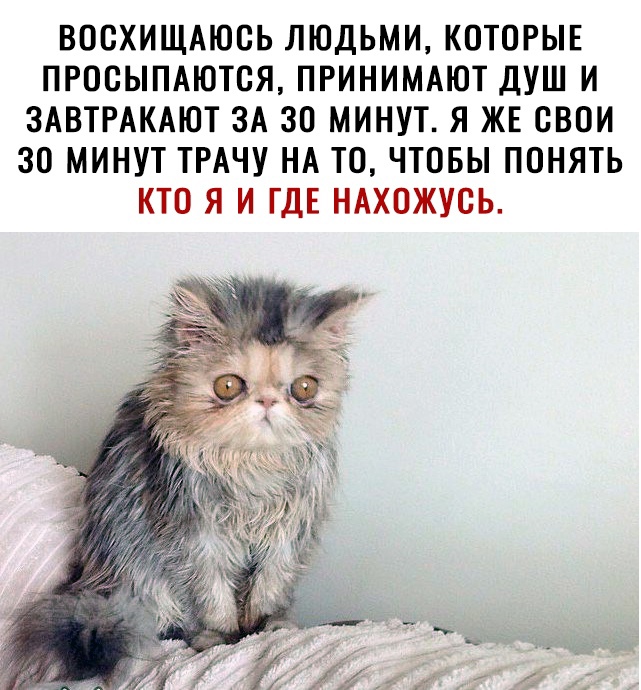 Восхищаюсь людьми, которые просыпаются, принимают душ и завтракают за 30 минут. Я же свои 30 минут трачу на то, чтобы понять кто я и где нахожусь.