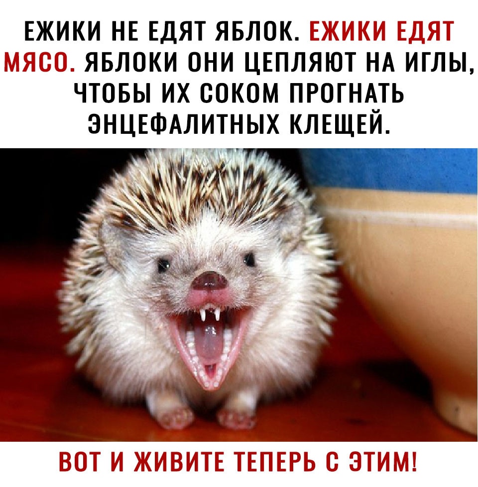 ЕЖИКИ НЕ ЕДЯТ ЯБЛОК ННЧЬЪ Ці ЦЁ_Ё_11Ь ЯБЛОКИ ОНИ ЦЕПЛЯЮТ НА ИГЛЫ ЧТОБЫ ИХ СОКОМ ПРОГНАТЬ ЭНЦЕФАЛИТНЫХ КЛЕЩЕЙ