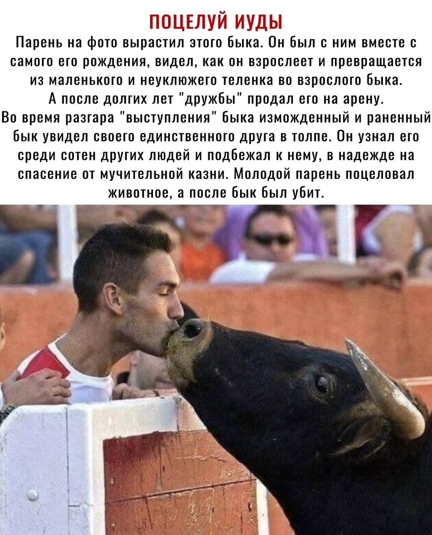 Парень на фото вырастил этого быка Он был с ним вместе с самого его рождения видел как он взрослеет и превращается из маленького и неуклюжето теленка во взрослого быка А после долгих лет дружбы продал его на арену Во время разгара выступления быка изможденный и раненный бык увидел своего единственного друга в толпе Он узнал его среди сотен других людей и подбежал к нему в надежде на спасение от му