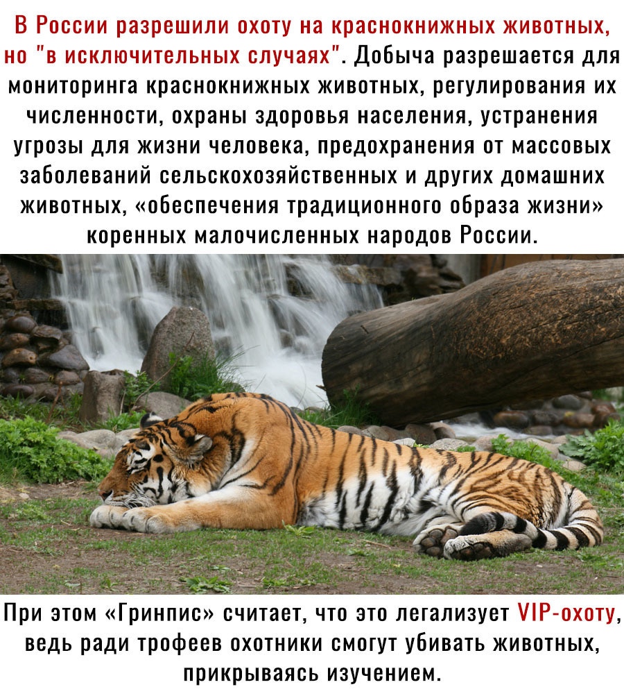 В Роооии разреШили охогу на храоноинижных киоогныщ но в ионлгочигелы гых случаях Добыча разрешается для мониторинга краснокнижных животных регулирования их численности охраны здоровья населения устранения угрозы для жизни человека предохранения от массовых заболеваний сельскохозяйственных и других домашних животных обеспечения традиционного образа жизни коренных малочисленных народов России ВЕДЬ р