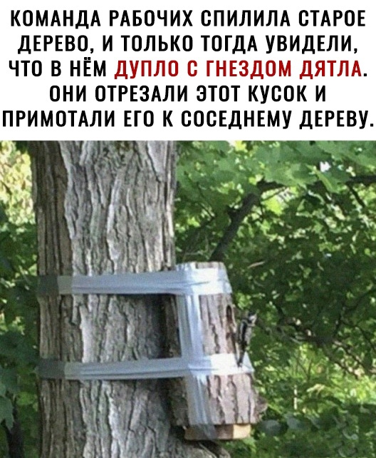 КОМАНДА РАБОЧИХ ВПИЛИЛА СТАРОЕ ДЕРЕВО И ТОЛЬКО ТОГДА УВИДЕЛИ ЧТО В НЁМ ДУПГТО Ш ППгЗДОМ ДЯТПА ОНИ ОТРЕЗАЛИ ЭТОТ КУБОК И ПРИМОТАЛИ ЕТО К СОСЕДНЕМУ ДЕРЕВУ