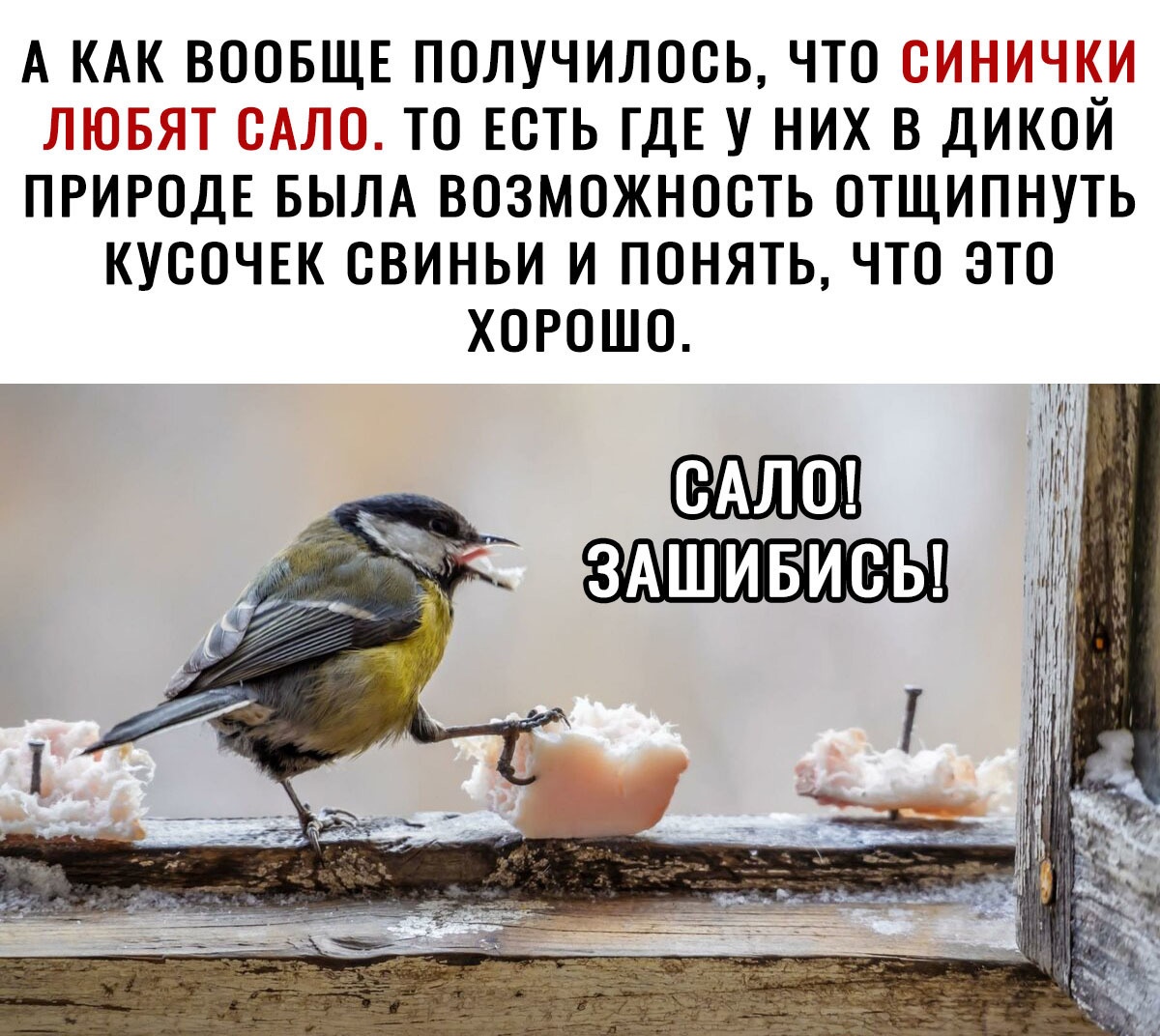 АКАКВОЙОБЩЕПОЛУЧИЛООЬПОЁ іЁ Ё5 ТО ЕОТЬ ГДЕ У НИХ В ДИКОИ ПРИРОДЕ БЫЛА ВОЗМОЖНОСТЬ ОТЩИПНУТЬ КУООЧЕК ОВИНЬИ И ПОНЯТЬ ЧТО ЭТО ХО РО В й еАлш і Ж _ здшививы і 14 ііі