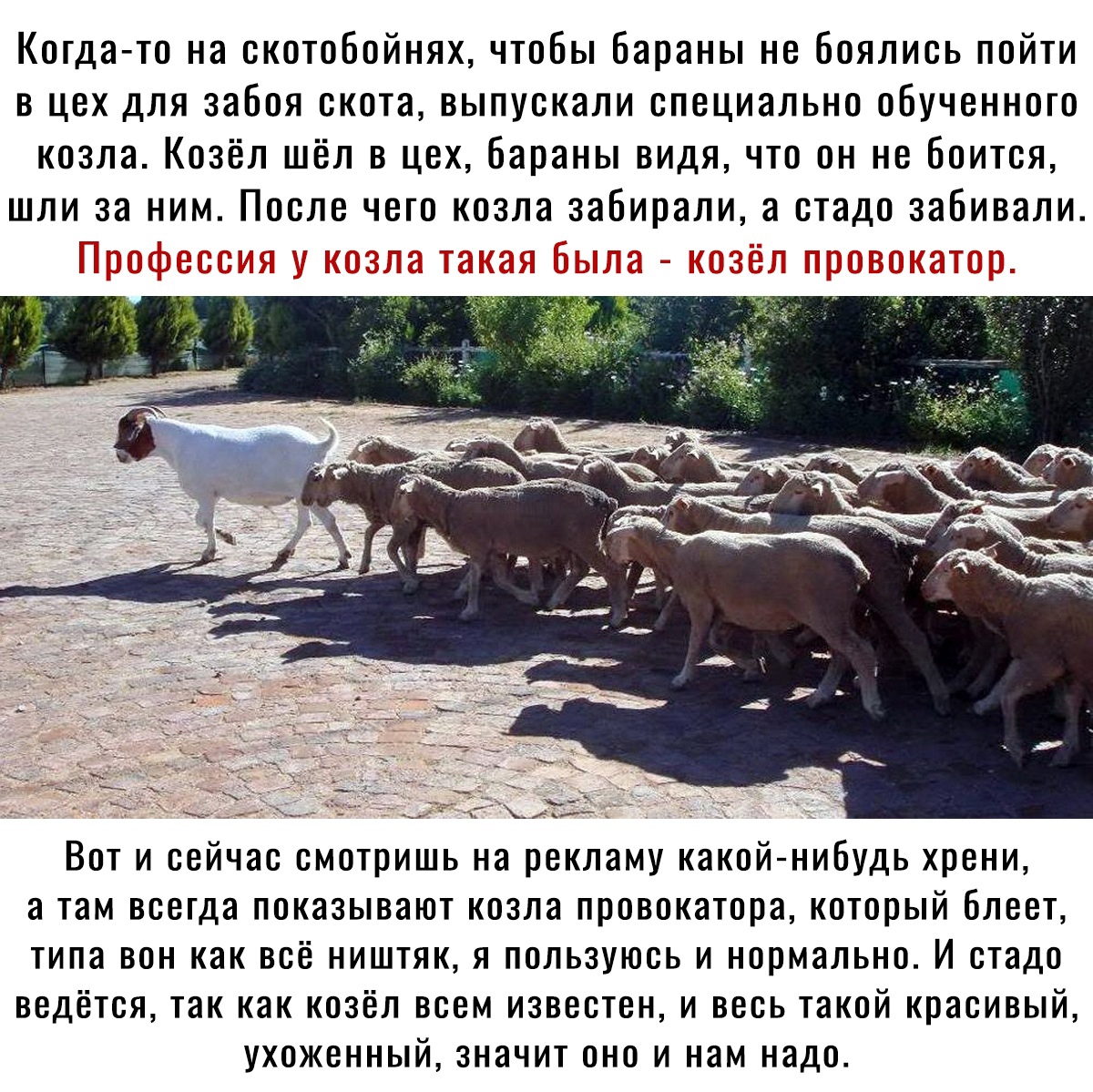 Когдато на скотобойнях, чтобы бараны не боялись пойти в цех для забоя скота, выпускали специально пбучвниош козла. Козёл шёл в цех, бараны видя, что он не боится, шли за ним. После чего козла сшбипзли а стадо забивали. Профессия у козла такая была  козёл провокатор вот и сейчас смотришь на рекламу какойнибудь хрени, а там всегда показывают козла провокатора, который блеет, типа вон как всё ништяк, я пользуюсь и нормально. И стадо ведётся, так как козёл всем известен, и весь такой красивый, ухоженный, значит оно и нам надо.