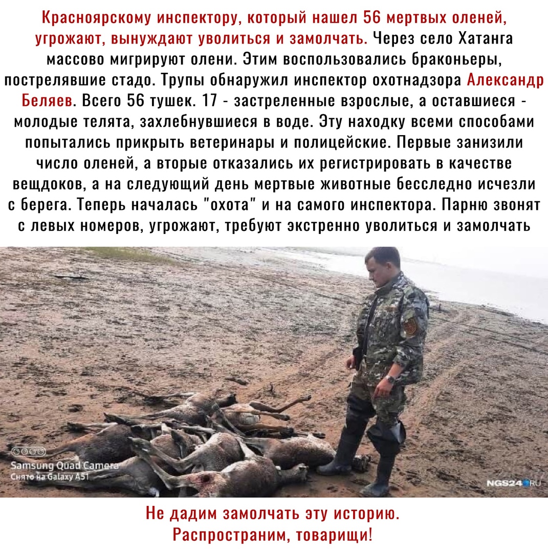 Красноярскому инспектору который нашел 56 мертвых оленей угрожают вынуждают уволиться и замолчать Через село Хатанга массово мигрируют олени Этим воспользовались браконьеры пострелявшие стадо Трупы обнаружил инспектор охотнадзора Александр Беляев Всего 56 тушек П застреленные взрослые а оставшиеся молодые телята захлебнувшиеся в воде Эту находку всеми способами попытались прикрыть ветеринары и пол