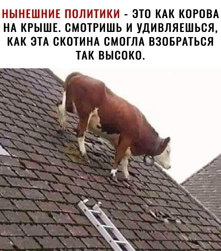 НЫНЕШНИЕ ПОЛИТИКИ ЭТО КАК КОРОВА НА КРЫШЕ ОМОТРИШЬ И УДИВЛЯЕШЬСЯ КАК ЭТА ОКОТИНА СМОГЛА ВЗОБРАТЬВЯ ТАК ВЫСОКО