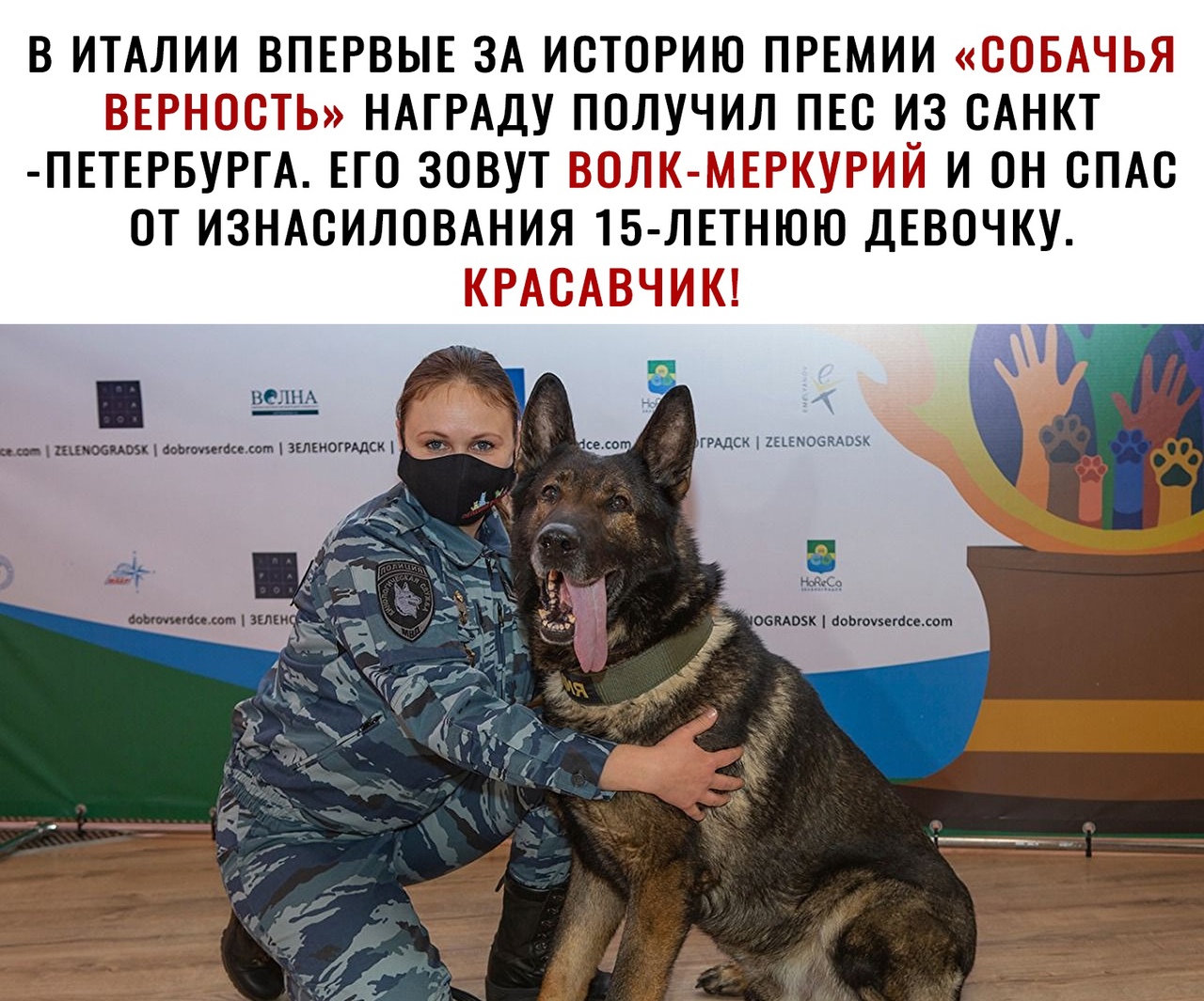 В ИТАЛИИ ВПЕРВЫЕ ЗА ИСТОРИЮ ПРЕМИИ СОБАЧЬЯ ВЕРНОСТЬ НАГРАДУ ПОЛУЧИЛ ПЕО ИЗ САНКТ ПЕТЕРБУРГА ЕГО ЗОВУТ ВОЛК МЕРКУРИЙ И ОН ОПАО ОТ ИЗНАСИЛОВАНИЯ 15 ЛЕТНЮЮ ДЕВОЧКУ КРАОАВЧИК