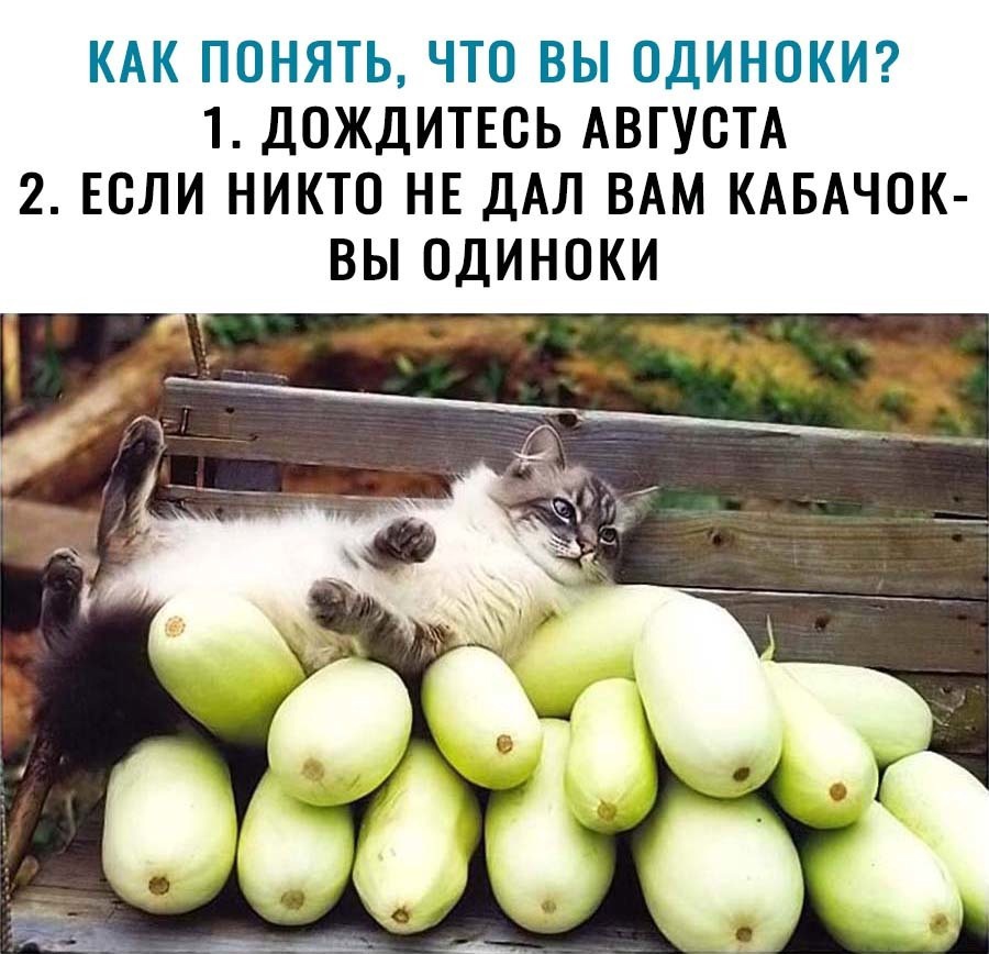 КАК ПОНЯТЬ ЧТО ВЫ ОДИНОКИ 1 ДОЖДИТЕСЬ АВГУСТА 2 ЕСЛИ НИКТО НЕ ДАЛ ВАМ КАБАЧОК ВЫ ОДИНОКИ