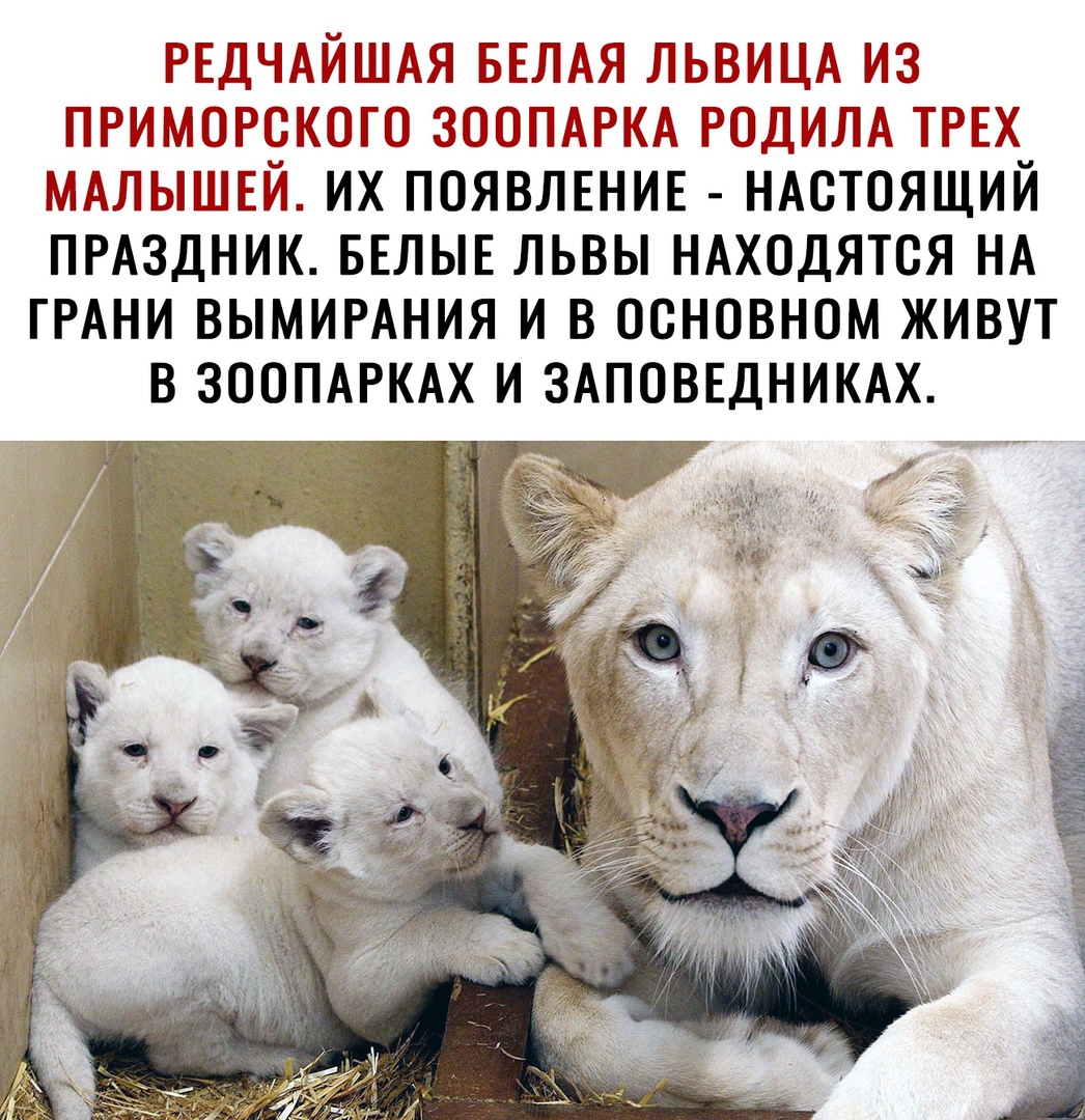 РЕДЧАЙШАЯ БЕЛАЯ ЛЬВИЦА ИЗ ПРИМОРСКОГО ЗООПАРКА РОДИЛА ТРЕХ МАЛЫШЕЙ ИХ ПОЯВЛЕНИЕ НАСТОЯЩИЙ ПРАЗДНИК БЕЛЫЕ ЛЬВЫ НАХОДЯТСЯ НА ГРАНИ ВЫМИРАНИЯ И В ОСНОВНОМ ЖИВУТ В ЗООПАРКАХ И ЗАПОВЕДНИКАХ