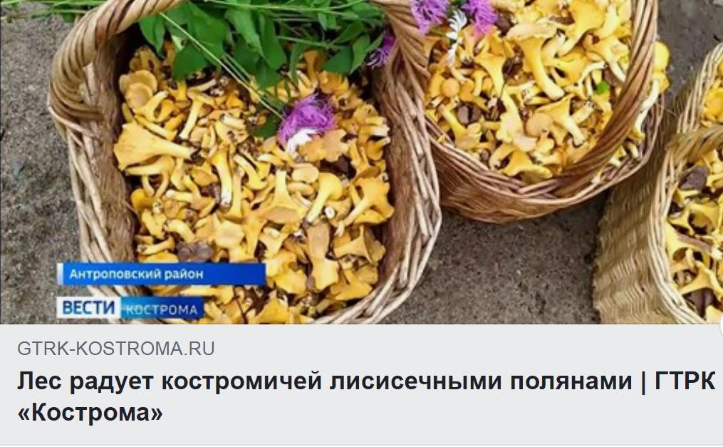 БТНК КОЗТНОМАВЦ Пес радует костромичей лисисечными попянами ГТРК Кострома