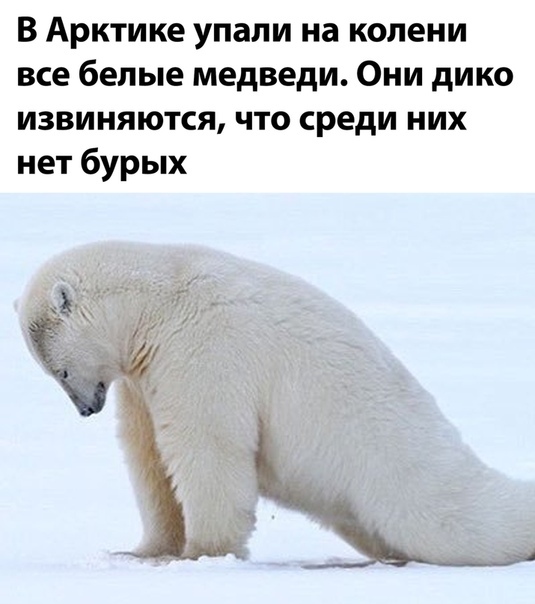 В Арктике упали на колени все белые медведи Они дико извиняются что среди них нет бурых