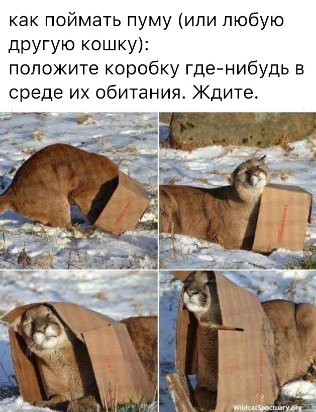 как поймать пуму или любую другую кошку положите коробку гденибудь в