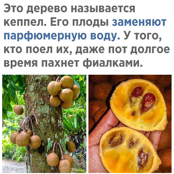 Это дерево называется кеппел Его плоды заменяют парфюмерную воду У того кто поел их даже пот долгое время пахнет фиалками