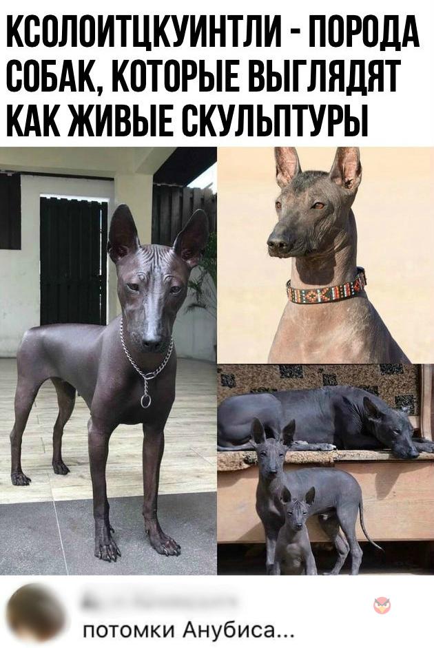 КБПЛПИТЦКУИНТЛИ ППРПДА СОБАК КПТПРЫЕ ВЫГЛЯДЯТ КАК ЖИВЫЕ СКУЛЬПТУРЫ __ ___ 5 7 _ у потомки Анубиса
