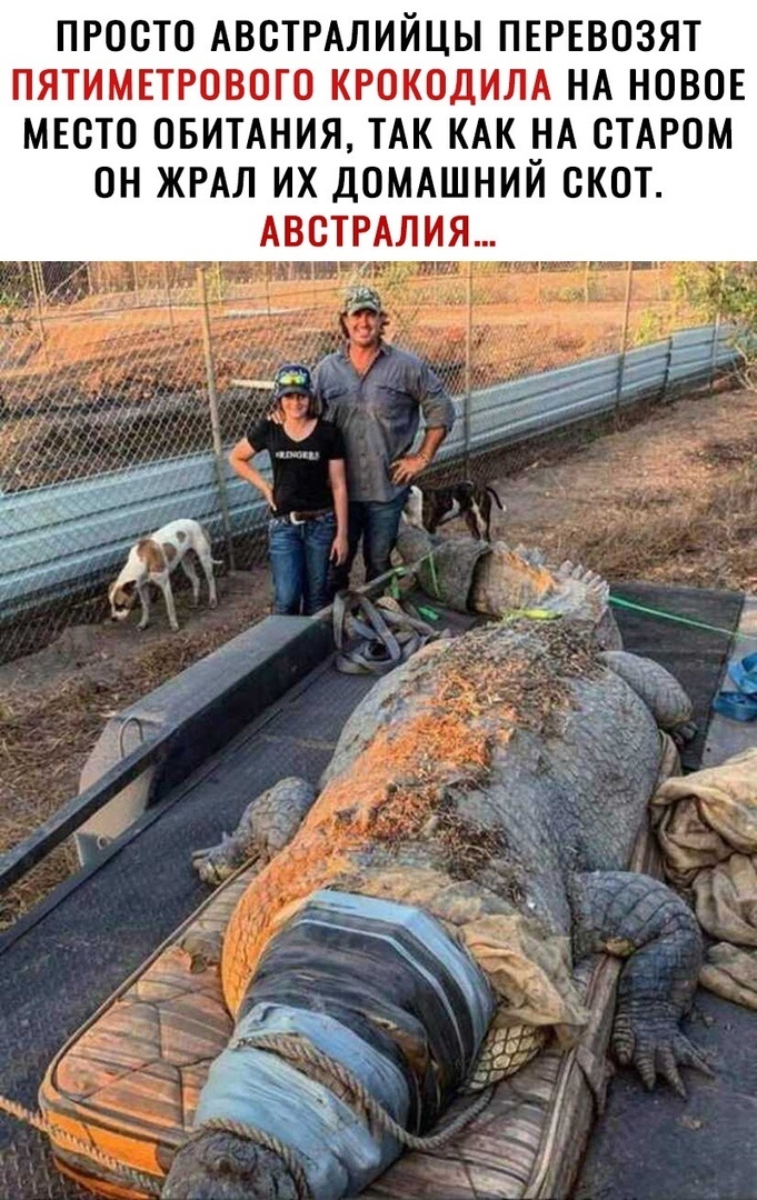 ПРООТО АВОТРАЛИЙЦЫ ПЕРЕВОЗЯТ ПЯТИМЕТРОВОГО КРОКОДИЛА НА НОВОЕ МЕСТО ОБИТАНИЯ ТАК КАК НА ОТАРОМ ОН ЖРАЛ ИХ ДОМАШНИЙ СКОТ АВСТРАЛИЯ