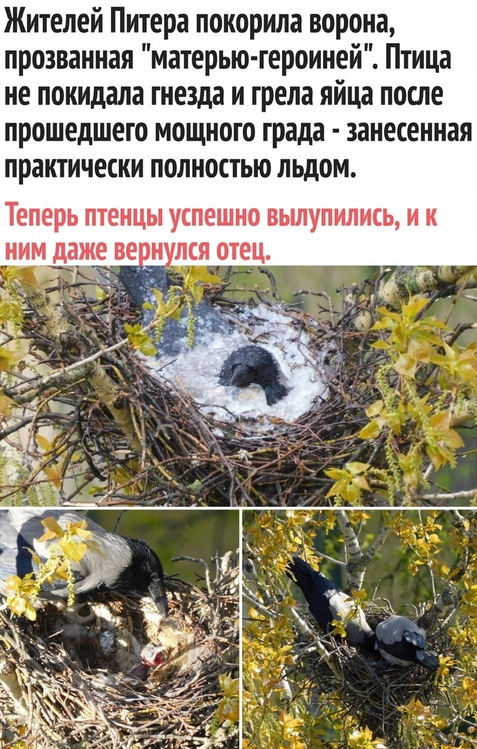 Время пришло покинуть гнезда только вперед. Птица покидает гнездо. Птицы покидают. Птенец покидает гнездо. Когда осы покидают гнездо.