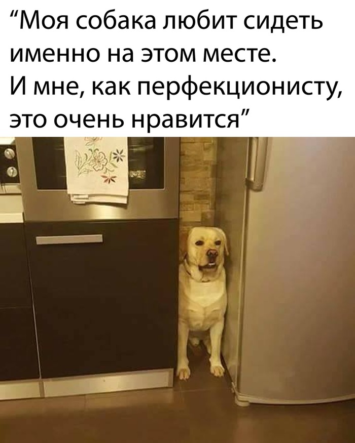 Моя собака любит сидеть именно на этом месте И мне как перфекционисту это очень нравится