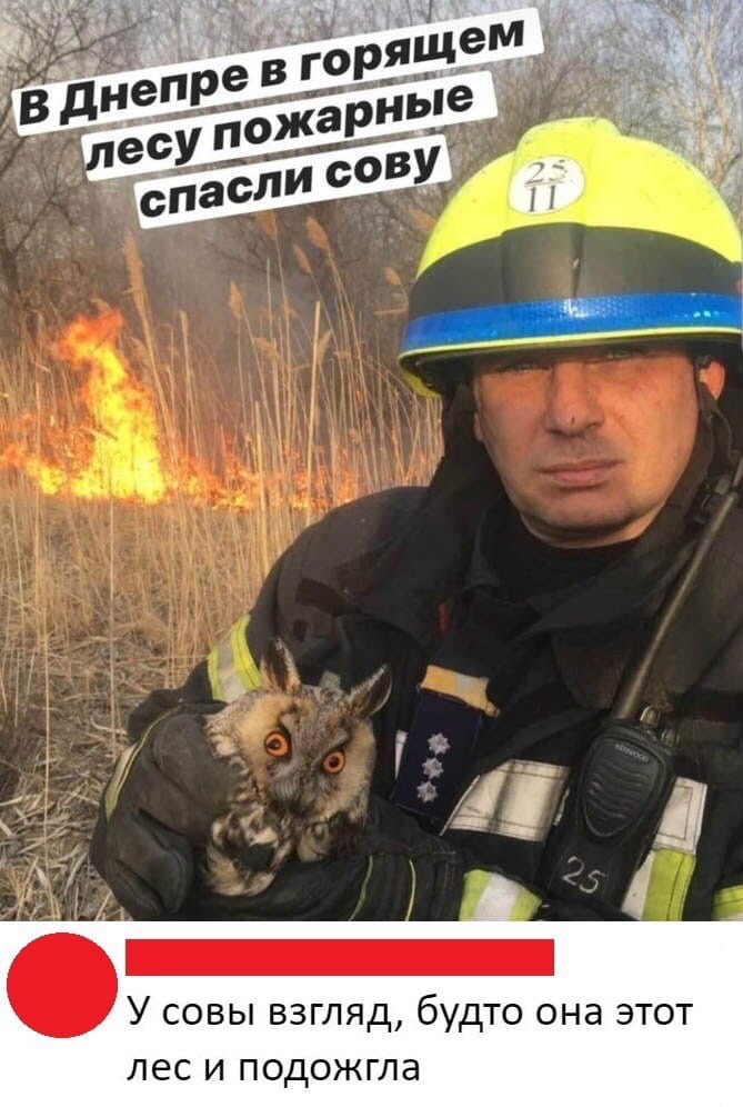У совы взгляд будто она этот лес и подожгла