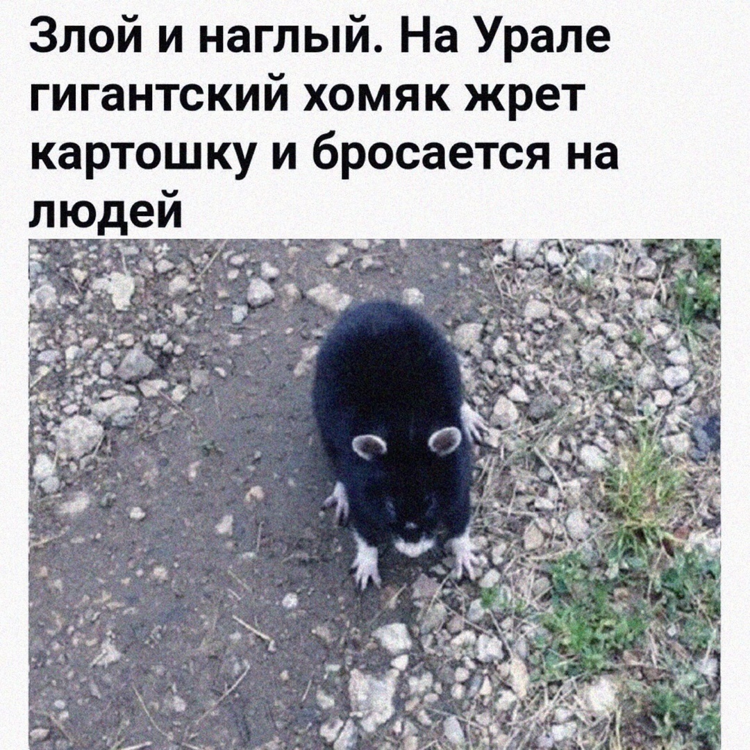 Злой и наглый На Урале гигантский хомяк жрет картошку и бросается на