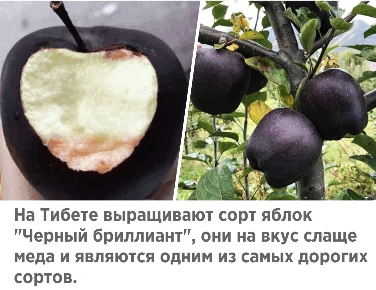 Ё Ж Ё На Тибете выращивают сорт яблок Черный бриллиант они на вкус слаще меда и являются одним из самых дорогих сортов