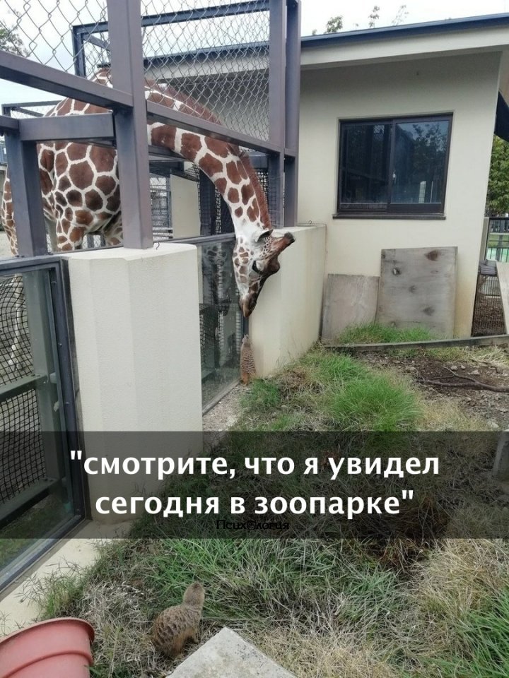 смотрите что я увидел сегодня в зоопарке