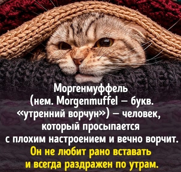 Маргффеъь нем Могоептиііеі букв утренний ворчун человек который просыпается с плохим настроением и вечно ворчит