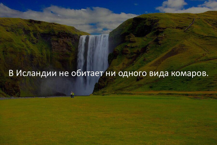 В Исландии не о ёд ни одного вида комаров