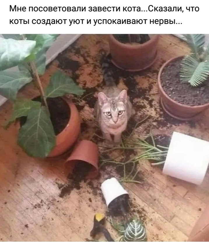 Мне ПОСОВЗТОВЗЛИ завести КОТЗСКЗЗЗПИ ЧТО КОТЫ СОЗДЗЮТ УЮТ И УСПОКЗИВЗЮТ нервы