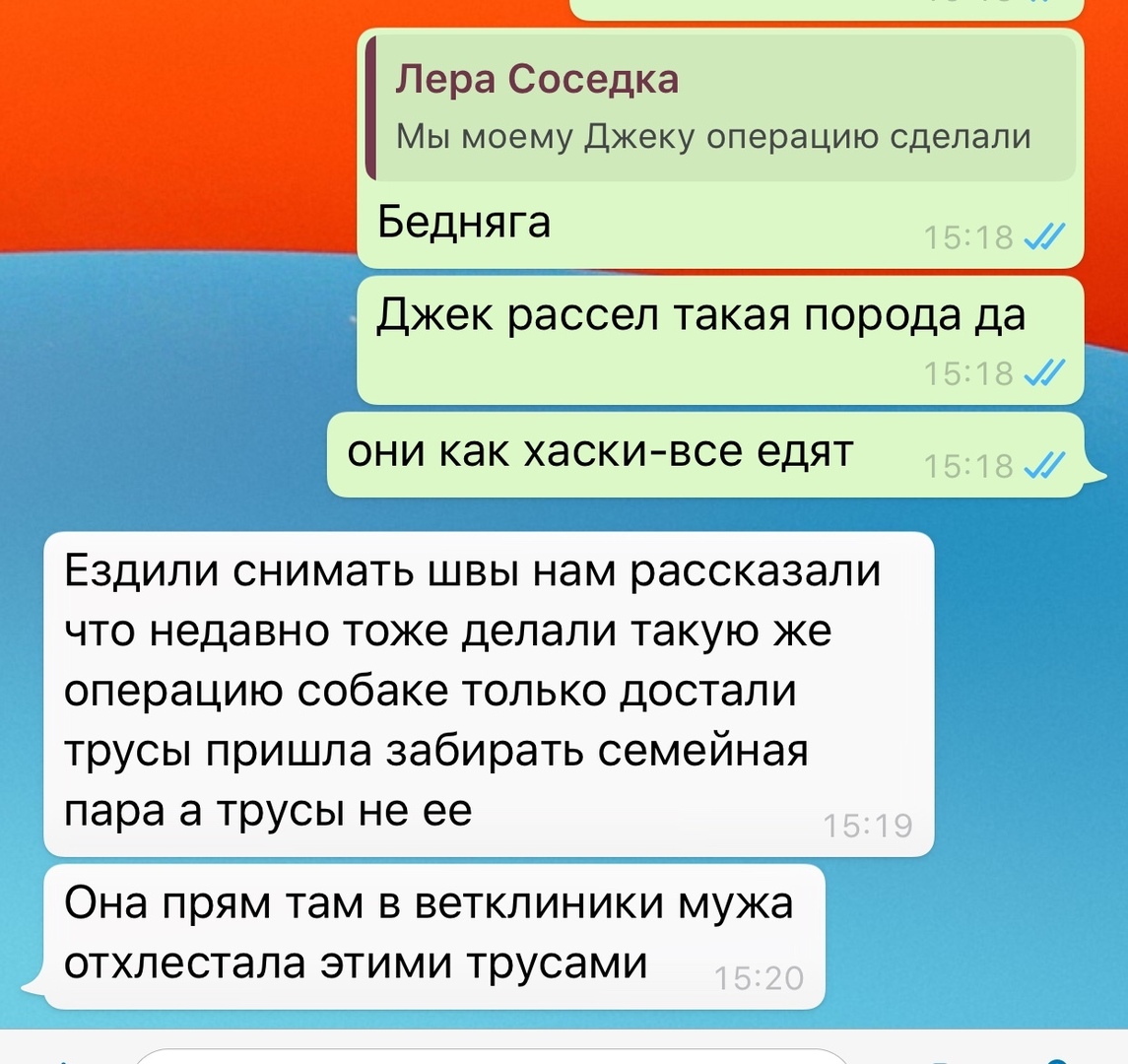 Лера Соседка Мы моему Джеку операцию сделали Бедняга Джек рассел такая порода да ОНИ КЭК ХдСКИ ВСЭ ЭДЯТ Ездили снимать швы нам рассказали что недавно тоже делали такую же операцию собаке только достали трусы пришла забирать семейная пара а трусы не ее Она прям там в ветклиники мужа отхлестала этими трусами