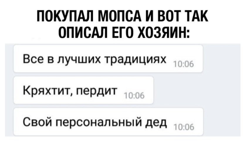 ПОКУПАЛ МОПСА И ВОТ ТАК ОПИСАЛ ЕГО ХОЗЯИН Все в лучших традициях Кряхтит пердит Свой персональный дед