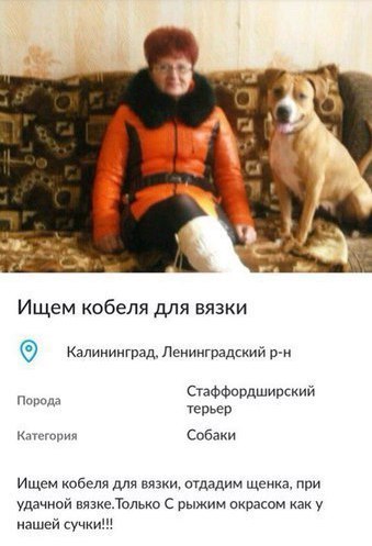 Ищем кобеля для вязки Калиииитад Ленинтгдщий 9 м СтаФФсРдШипский Парада Собаки Ищем кабеля для вяз ощадим ще при удачной вязке Только с рыжим икрасом у