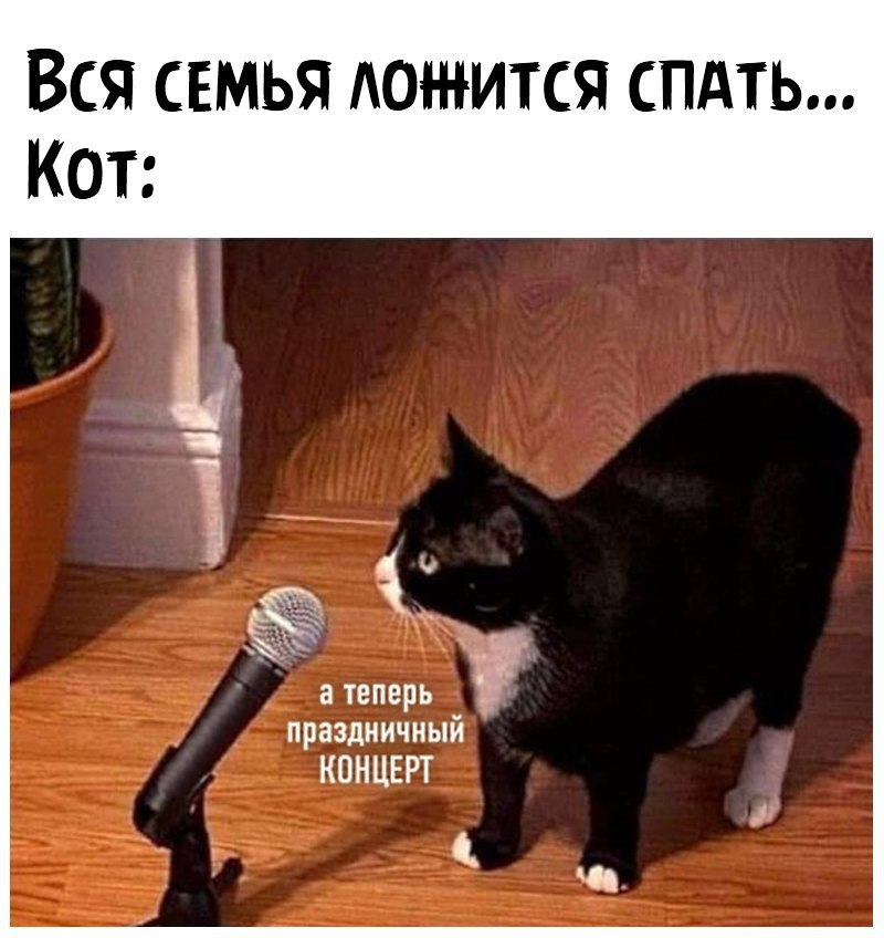 Вся семья ютится спдть Кот Ч атеперь праздничный КОНЦЕРТ