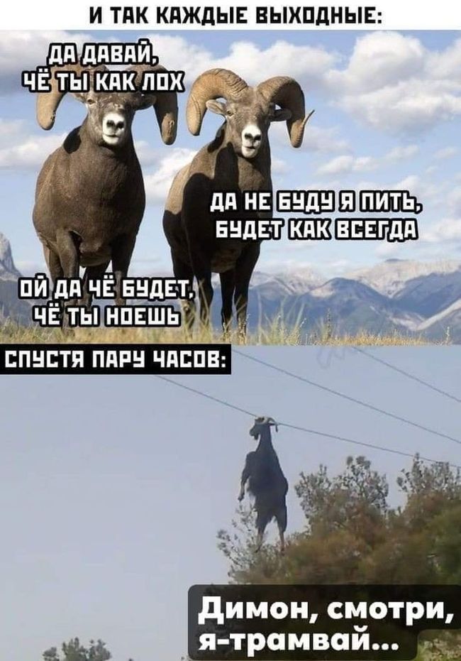 И ТПК КдЖдЫЕ ВЫХПДНЫЕ дийои смотри ды ятрамвай