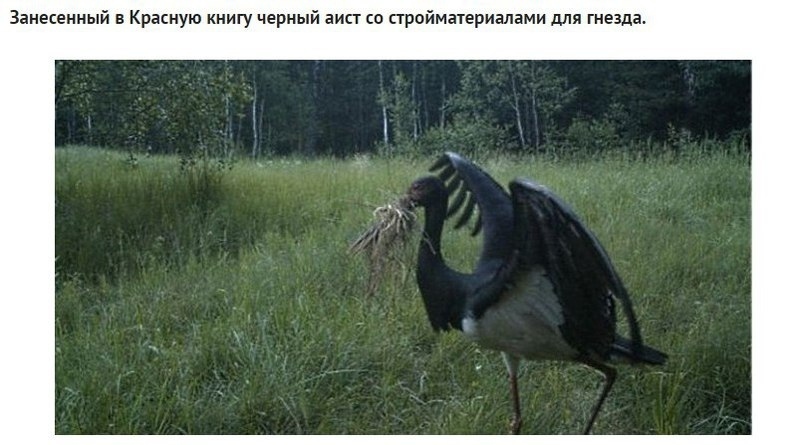 Занесенный в Красную книгу черный аист со стройматериалами для гнезда