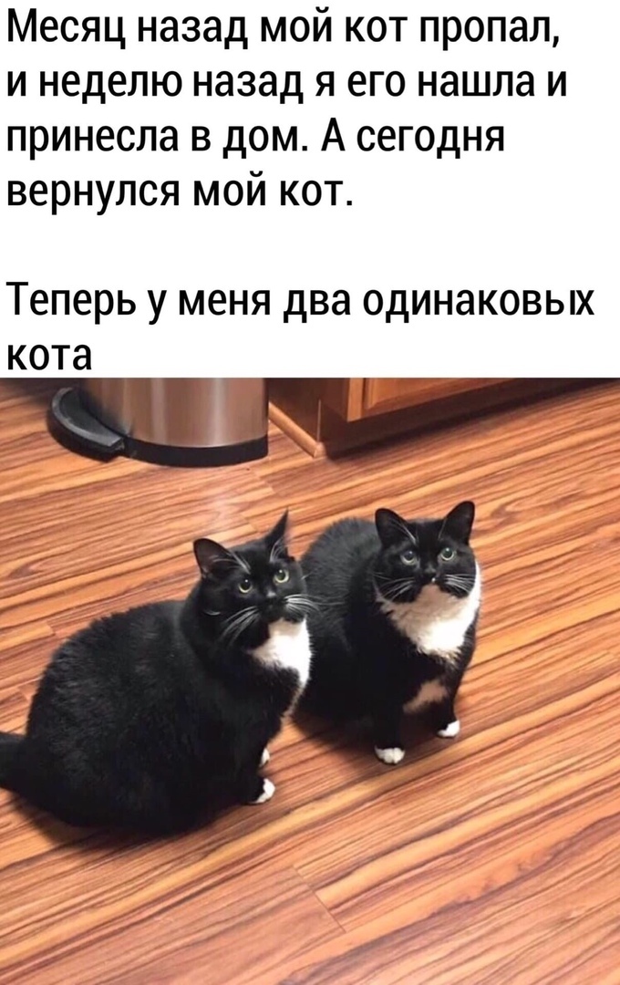 Месяц назад мой кот пропал и неделю назад я его нашла и принесла в дом А сегодня вернулся мой кот Теперь у МЕНЯ два ОДИНЭКОВЫХ кота
