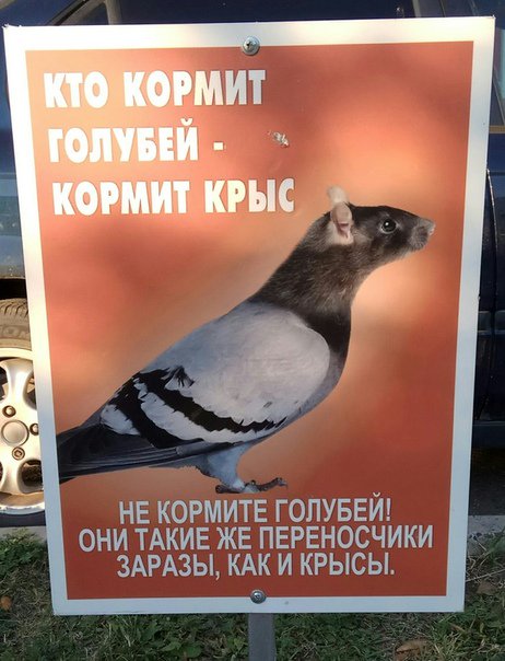 нв кормитЕ гопувей они ТАКИЕ же пвреносчики ЗАРАЗЫ КАК и крысы