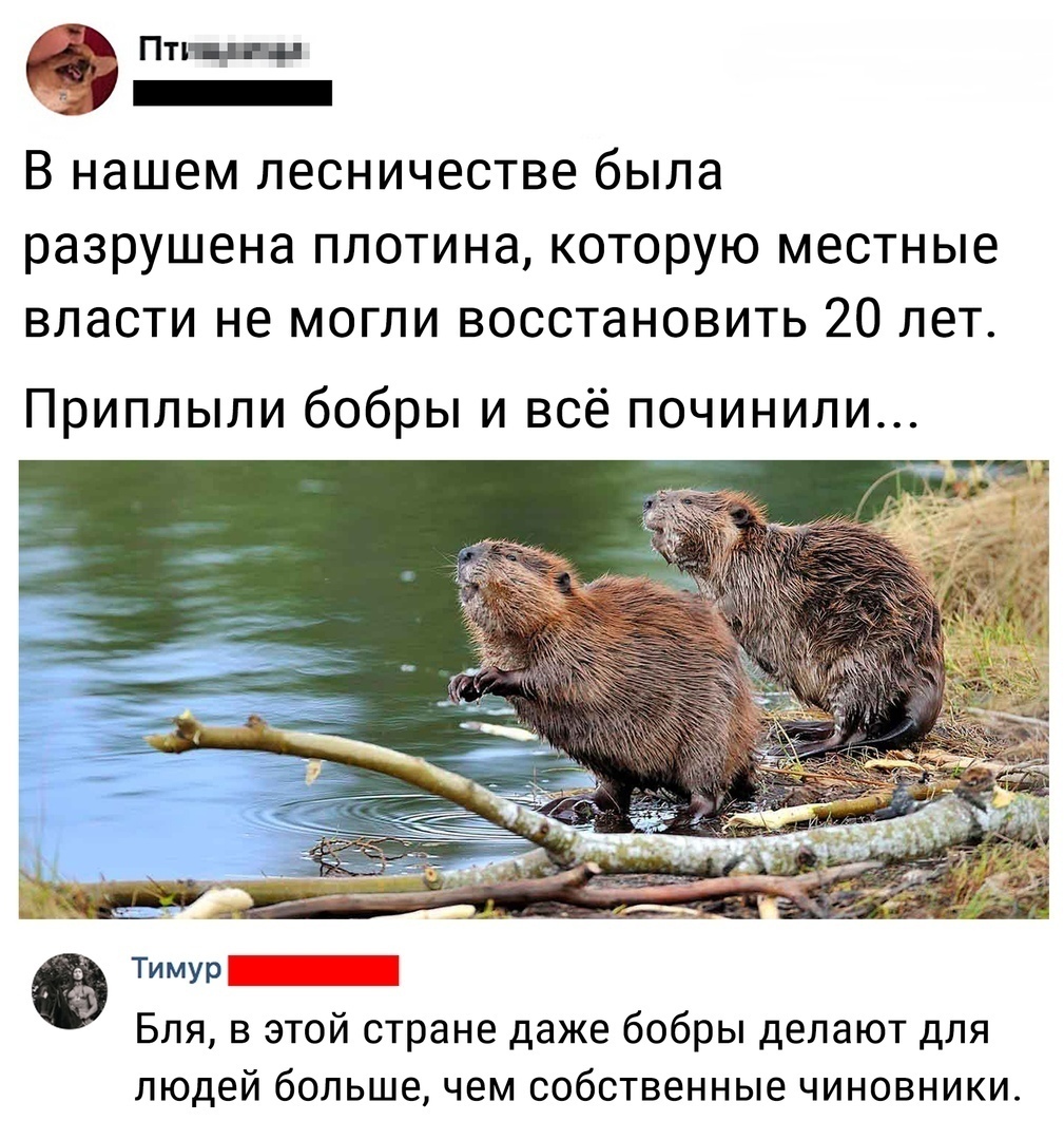 Пти ч _ В нашем лесничестве была разрушена плотина которую местные власти не могли восстановить 20 лет Приплыли бобры и всё починили Тимур Бля в этой стране даже бобры делают для людей большечем собственные чиновники
