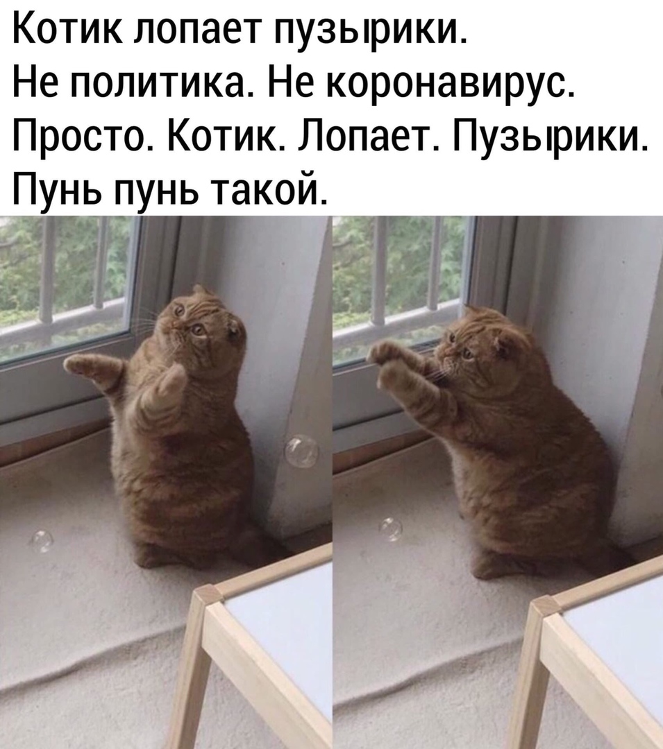 Котик лопает пузырики Не политика Не коронавирус Просто Котик Лопает Пузырики
