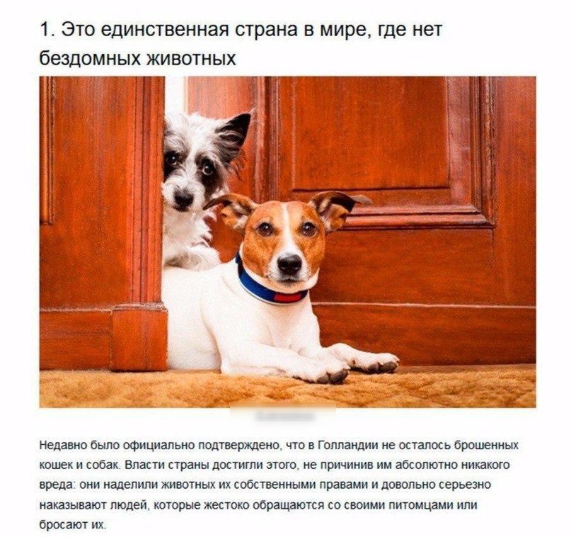 1 Эта единственная страна в мире где нет бездомных животных Недавно было официально подтверхщеио что в Гоппащии не остось брошенных шик и собак Власти страны достигли этого не причинив ии абсолютно никакого вреда они наделили животных их собственными правами и пивомио серьезно наказывают людей тторые жестоко обращаются со своими питомцами или бросают их