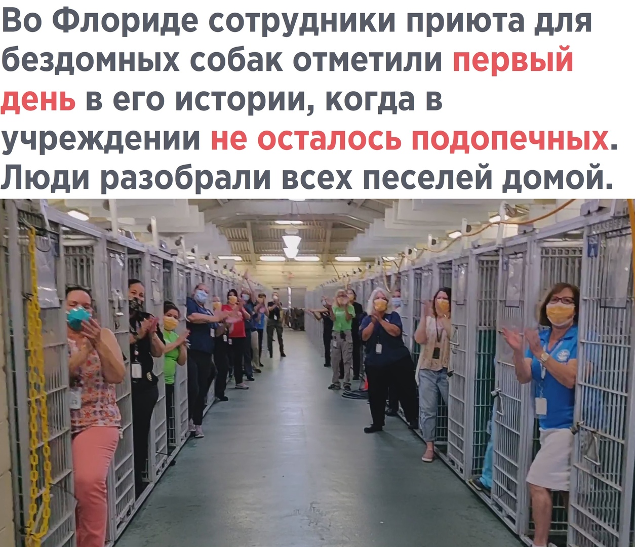 Во Флориде сотрудники приюта для бездомных собак отметили первый день В его ИСТОРИИ когда В учреждении не осталось подопечных Люди разобрали всех песелей домой _ _а Я г Ні