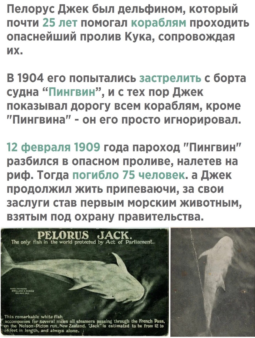 Пелорус Джек был дельфином который почти 25 лет помогал кораблям проходить опаснейший пролив Кука сопровождая их В 1904 его попытались застрелить с борта судна ЕПингвин и с тех пор Джек показывал дорогу всем кораблям кроме Пингвина он его просто игнорировал февраля года пароход Пингвин разбился в опасном проливе налетев на риф Тогда погибло 75 человек а Джек продолжил жить припеваючи за свои заслу