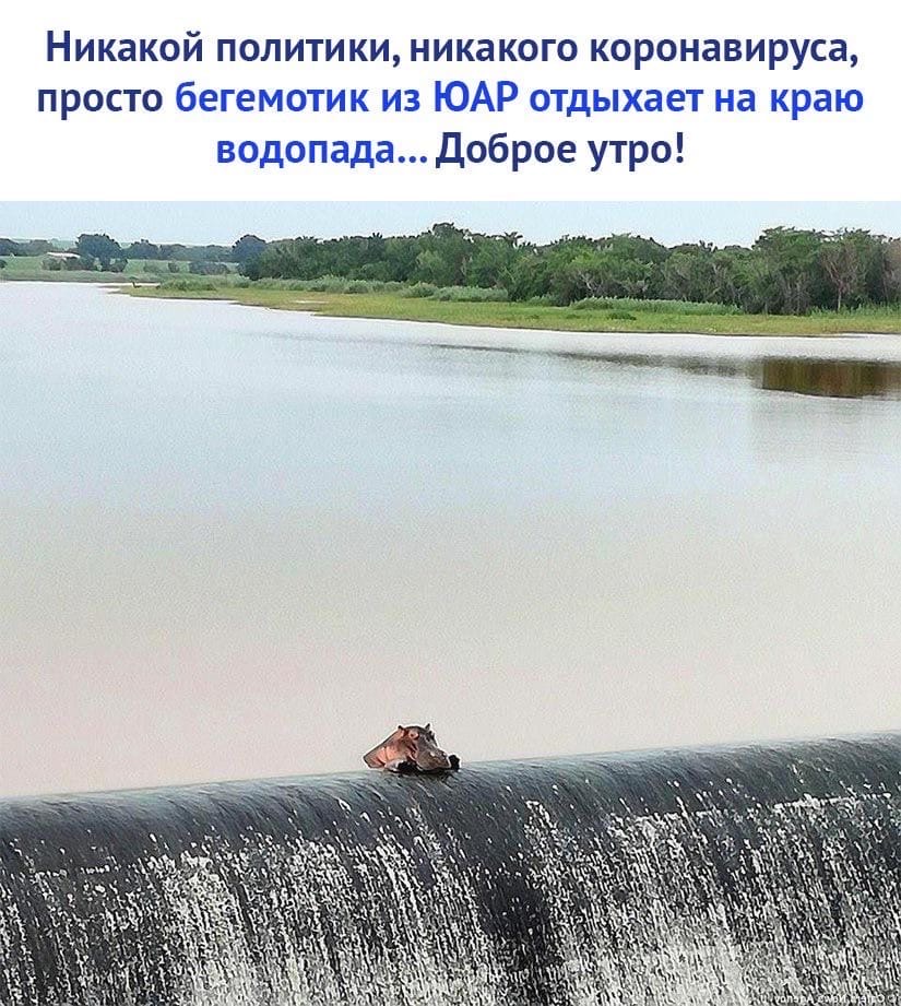 Никакой политики никакого коронавируса просто бегемотик из ЮАР отдыхает на краю водопада Доброе утро