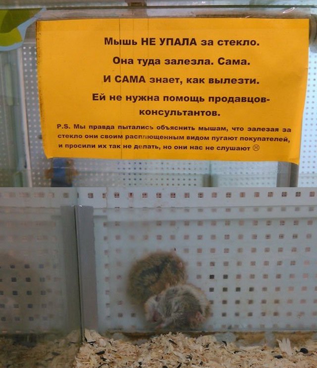 Мышь НЕ УПАЛА за стекло Ома туда залезла Сама и САМА знает как пезти Ей не нужна помощь прода ца КОНСУЛЬТЗИГПВ мы пп дн пп пис описи мыш и что ад пп шпиле пои р сшпющ ии м индии путы мун шв ь пряным их их по дел в вин и и слушно