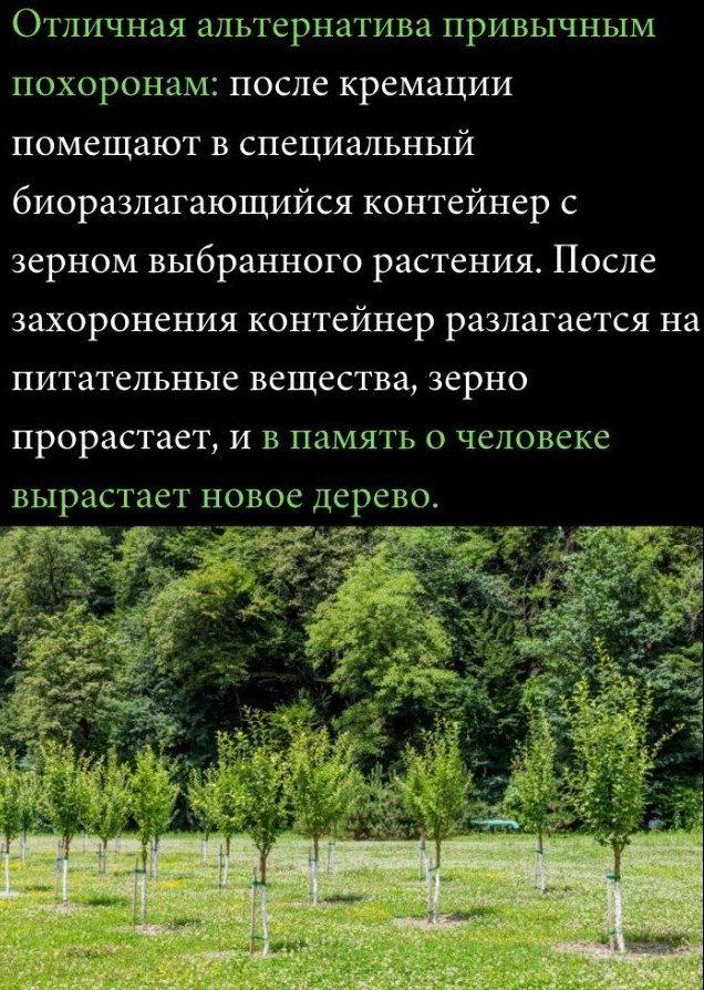 Отличная альтернатива привычным похоронам после кремации помещают в специальный биоразлагающийся контейнер с зерном выбранного растения После захоронения контейнер разлагается на питательные вещества зерно прорастает и в память о человеке