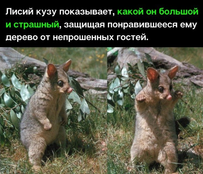 Лисий кузу показывает і защищая понравившееся ему дерево от непрошенных гостей л д _