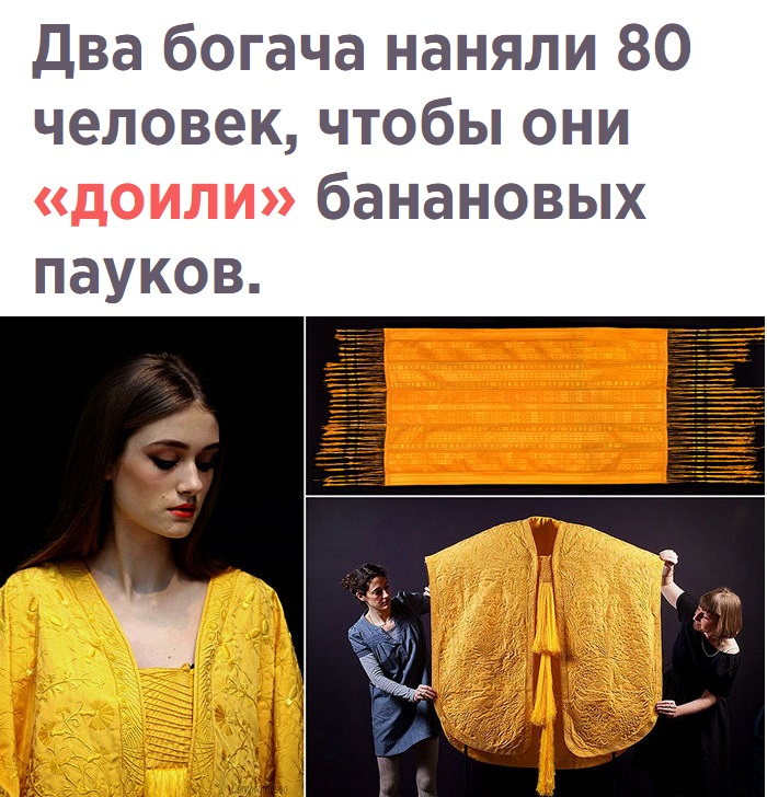 Два богача наняли 80 человек чтобы они доили банановых пауков