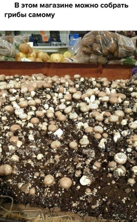 В этом магазине можно собрать грибы самому