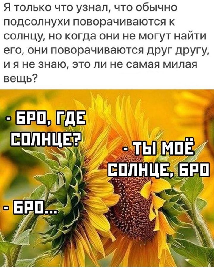 Подсолнух тянется к солнцу а банный лист нет картинки